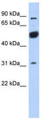 BEN Domain Containing 2 antibody, TA337840, Origene, Western Blot image 
