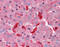 Syntaxin 5 antibody, 51-517, ProSci, Immunohistochemistry paraffin image 