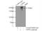 Ubiquitin thiolesterase FAF-X antibody, 55054-1-AP, Proteintech Group, Immunoprecipitation image 