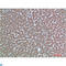 Transthyretin antibody, LS-C813248, Lifespan Biosciences, Immunohistochemistry paraffin image 