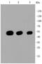Tubulin Beta 1 Class VI antibody, NBP2-67341, Novus Biologicals, Western Blot image 