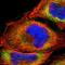 ADAMTS Like 4 antibody, NBP1-84185, Novus Biologicals, Immunofluorescence image 