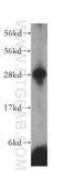 TNF Superfamily Member 14 antibody, 14194-1-AP, Proteintech Group, Western Blot image 