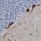 Diacylglycerol Kinase Zeta antibody, NBP2-13918, Novus Biologicals, Immunohistochemistry frozen image 
