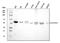 Aldehyde Dehydrogenase 3 Family Member A1 antibody, A01121-3, Boster Biological Technology, Western Blot image 