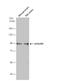 Glutamate Metabotropic Receptor 8 antibody, NBP2-17278, Novus Biologicals, Western Blot image 