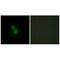 Par-3 Family Cell Polarity Regulator antibody, A01897, Boster Biological Technology, Immunofluorescence image 