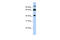 Tripartite Motif Containing 9 antibody, 25-192, ProSci, Enzyme Linked Immunosorbent Assay image 