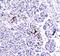 Betacellulin antibody, A02171-3, Boster Biological Technology, Immunohistochemistry paraffin image 