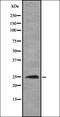 G Protein-Coupled Receptor 26 antibody, orb335613, Biorbyt, Western Blot image 
