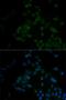 ARF6-Specific antibody, LS-C332390, Lifespan Biosciences, Immunofluorescence image 