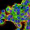 Bone Morphogenetic Protein 2 antibody, NBP2-52422, Novus Biologicals, Immunocytochemistry image 