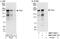 Dynamin Binding Protein antibody, NBP1-71831, Novus Biologicals, Western Blot image 