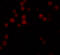 Autophagy Related 9B antibody, 5797, ProSci, Immunofluorescence image 