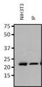 RAP1A, Member Of RAS Oncogene Family antibody, NBP2-22526, Novus Biologicals, Immunoprecipitation image 