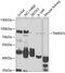 Transmembrane 9 Superfamily Member 3 antibody, 23-206, ProSci, Western Blot image 