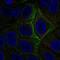 Adenylate Cyclase 5 antibody, HPA077682, Atlas Antibodies, Immunofluorescence image 