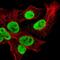 Heterogeneous Nuclear Ribonucleoprotein U antibody, NBP2-49290, Novus Biologicals, Immunofluorescence image 