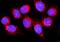 EH Domain Containing 1 antibody, A02168-2, Boster Biological Technology, Immunofluorescence image 