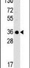 Complement C1q Binding Protein antibody, PA5-14988, Invitrogen Antibodies, Western Blot image 