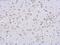 Lamin A/C antibody, GTX111677, GeneTex, Immunohistochemistry paraffin image 
