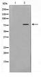 Activating Transcription Factor 6 Beta antibody, TA347605, Origene, Western Blot image 