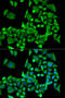 Protein Phosphatase 2 Scaffold Subunit Aalpha antibody, 19-864, ProSci, Immunofluorescence image 