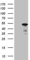 Basic Helix-Loop-Helix Family Member E40 antibody, MA5-27272, Invitrogen Antibodies, Western Blot image 