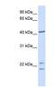 Uncharacterized protein C16orf48 antibody, NBP1-56350, Novus Biologicals, Western Blot image 