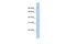 TATA Element Modulatory Factor 1 antibody, A02214, Boster Biological Technology, Western Blot image 