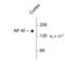 Neurofilament Medium antibody, 50-128, ProSci, Western Blot image 