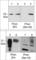 PRP antibody, PP3951, ECM Biosciences, Western Blot image 