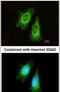 Electron Transfer Flavoprotein Subunit Alpha antibody, PA5-30021, Invitrogen Antibodies, Immunofluorescence image 