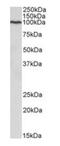 EF-Hand And Coiled-Coil Domain Containing 1 antibody, orb195328, Biorbyt, Western Blot image 