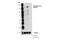 Phospholipase C Beta 3 antibody, 29021S, Cell Signaling Technology, Western Blot image 
