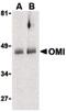 HtrA Serine Peptidase 2 antibody, PA5-20064, Invitrogen Antibodies, Western Blot image 