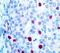 p21 antibody, LS-C348559, Lifespan Biosciences, Immunohistochemistry paraffin image 
