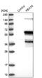 F-box only protein 5 antibody, NBP1-84850, Novus Biologicals, Western Blot image 