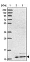 ATP Synthase Membrane Subunit G antibody, PA5-60783, Invitrogen Antibodies, Western Blot image 