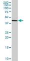 Mitochondrial Ribosomal Protein L38 antibody, H00064978-B01P, Novus Biologicals, Western Blot image 