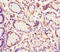 Eukaryotic Translation Initiation Factor 6 antibody, orb23722, Biorbyt, Immunohistochemistry paraffin image 