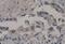 Caspase 7 antibody, abx037416, Abbexa, Western Blot image 