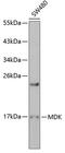 Midkine antibody, GTX54326, GeneTex, Western Blot image 