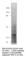 Sirtuin 2 antibody, SIR2-201AP, FabGennix, Western Blot image 