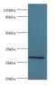 Collectin Subfamily Member 11 antibody, MBS1493787, MyBioSource, Western Blot image 