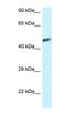 Death Associated Protein 3 antibody, orb331141, Biorbyt, Western Blot image 