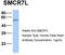 Mitochondrial Elongation Factor 1 antibody, TA331075, Origene, Western Blot image 