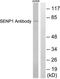 SUMO Specific Peptidase 1 antibody, TA312368, Origene, Western Blot image 