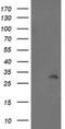 BRI antibody, NBP2-00620, Novus Biologicals, Western Blot image 