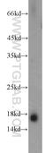 Transthyretin antibody, 11891-1-AP, Proteintech Group, Western Blot image 